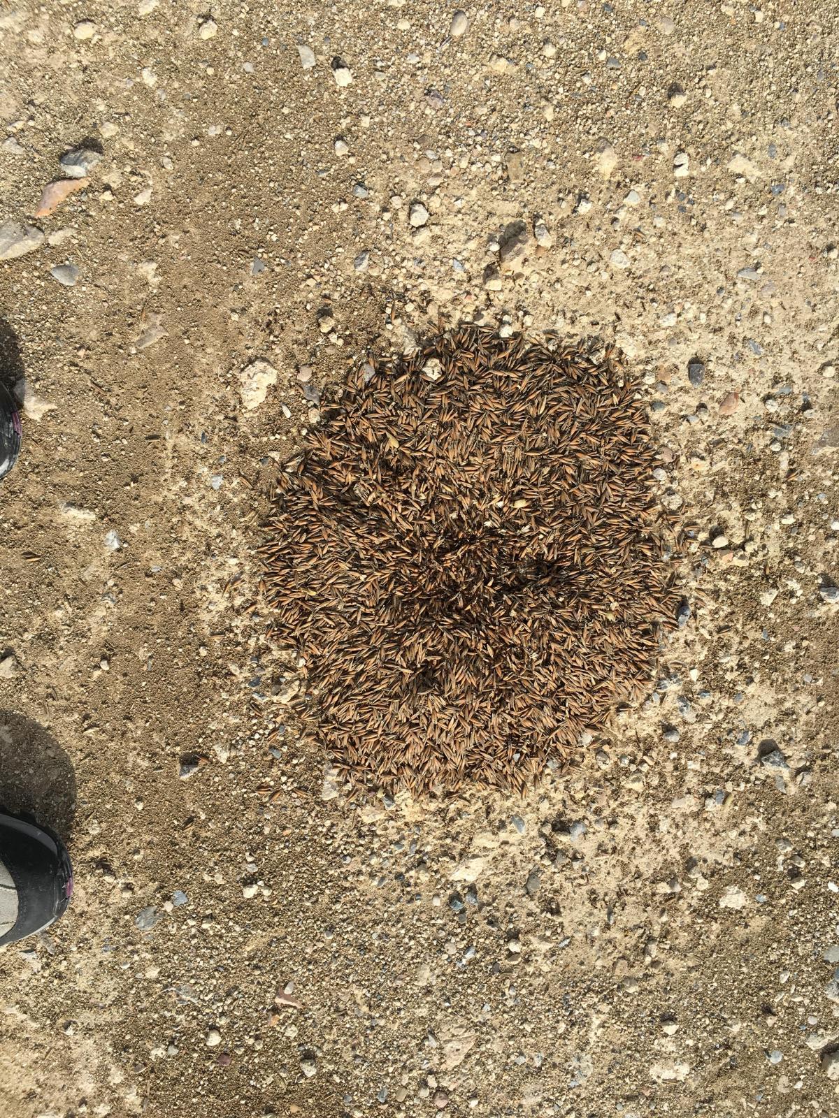 Il magico mondo delle formiche 